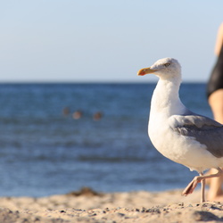 Ostsee