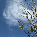 Baum vor Wolke