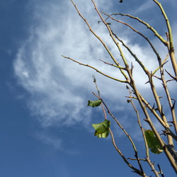 Natur