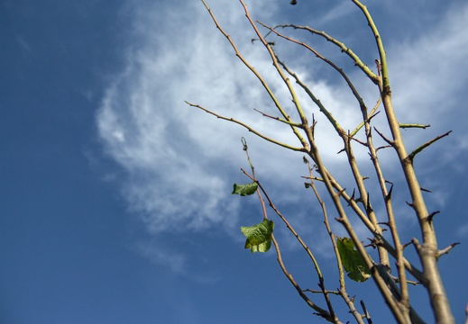 Baum vor Wolke